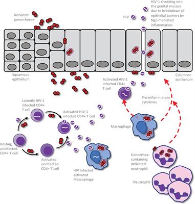 Intimate Relations: Molecular and Immunologic Interactions Between Neisseria gonorrhoeae and HIV-1